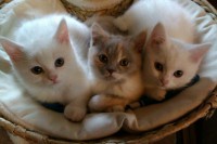 /album/kotatka-a/alis1-jpg2/