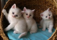 /album/vrh-c/a3c-jpg/