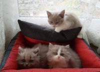 /album/kotatka-k-odberu/img-20190514-093458-jpg/