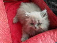 /album/kotatka-k-odberu/img-20190514-181458-jpg/