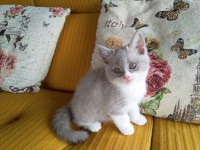 /album/kotatka-k-odberu/img-20190521-094201-jpg/