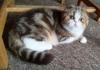 /album/nove-posily-v-chovu/pajka-jpg/