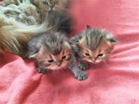 /album/kotatka-k-zadani1/img-20230406-170838-jpg/